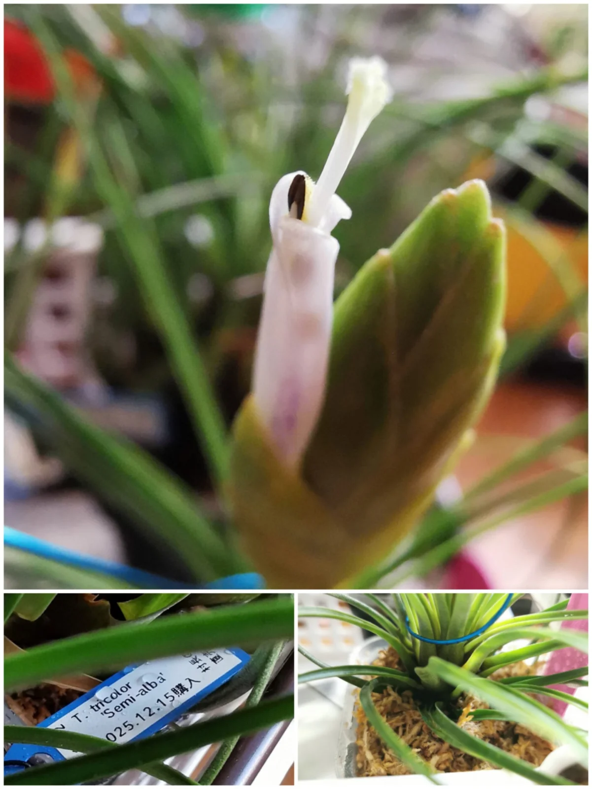 ティランジア　トリコロール　セミアルバ　開花