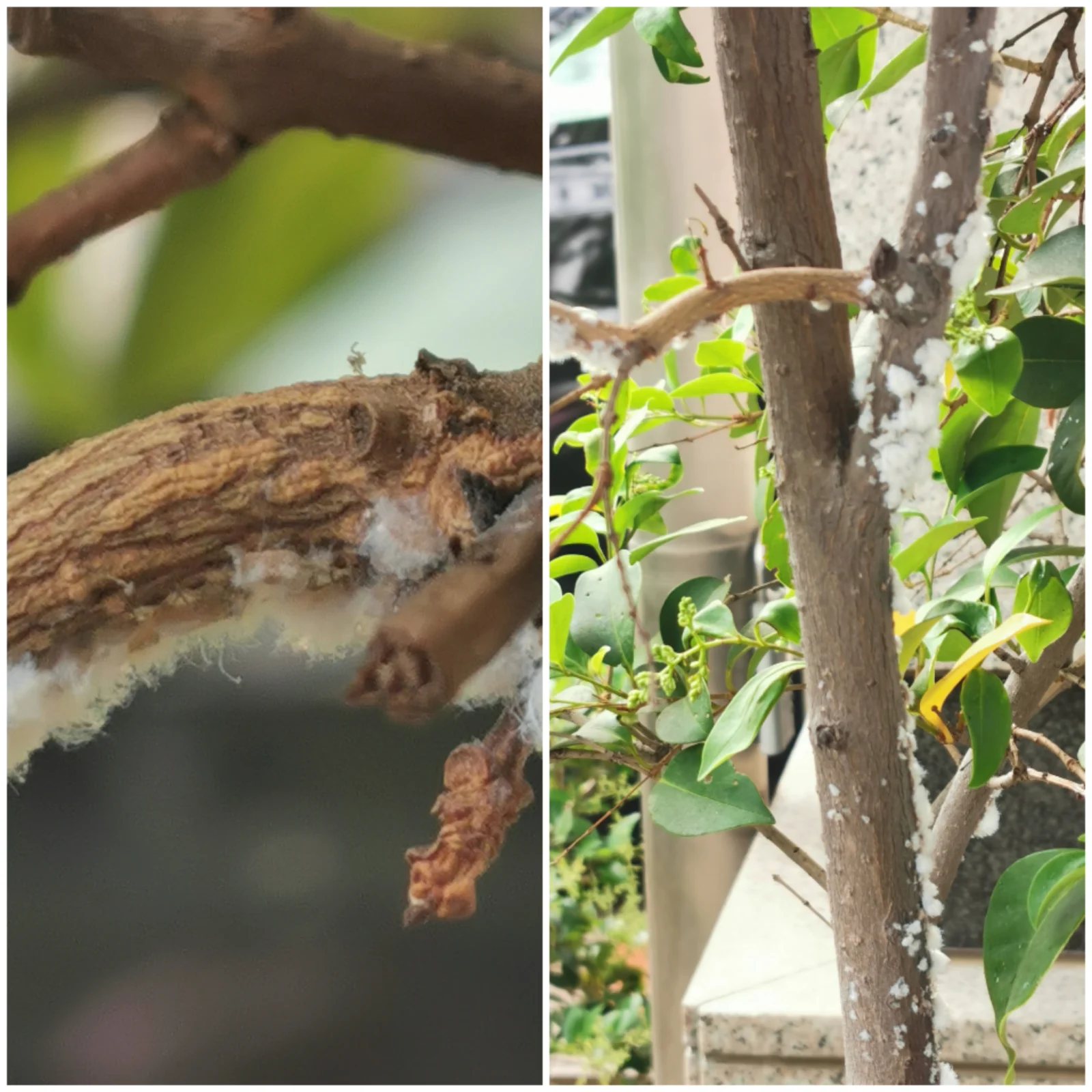 ハゴロモ　害虫