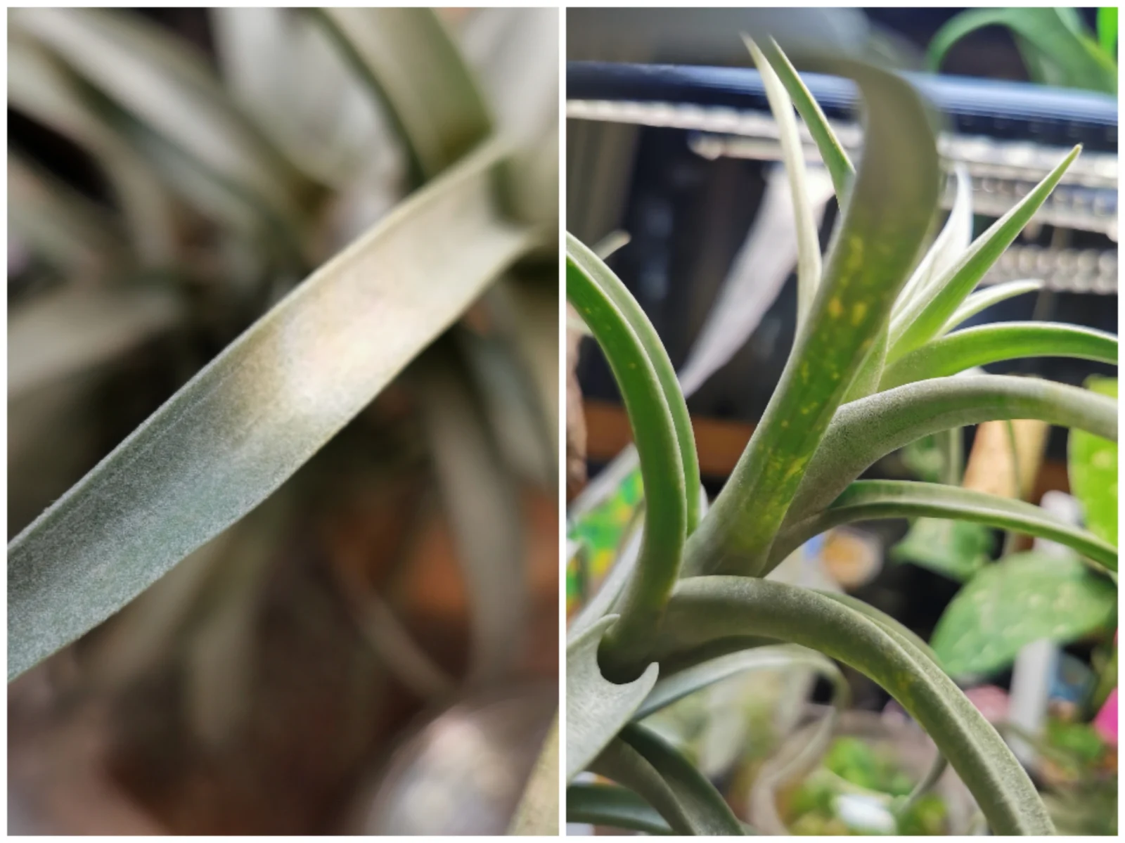 ティランジア　ロゼオスカパ　害虫　ハダニ