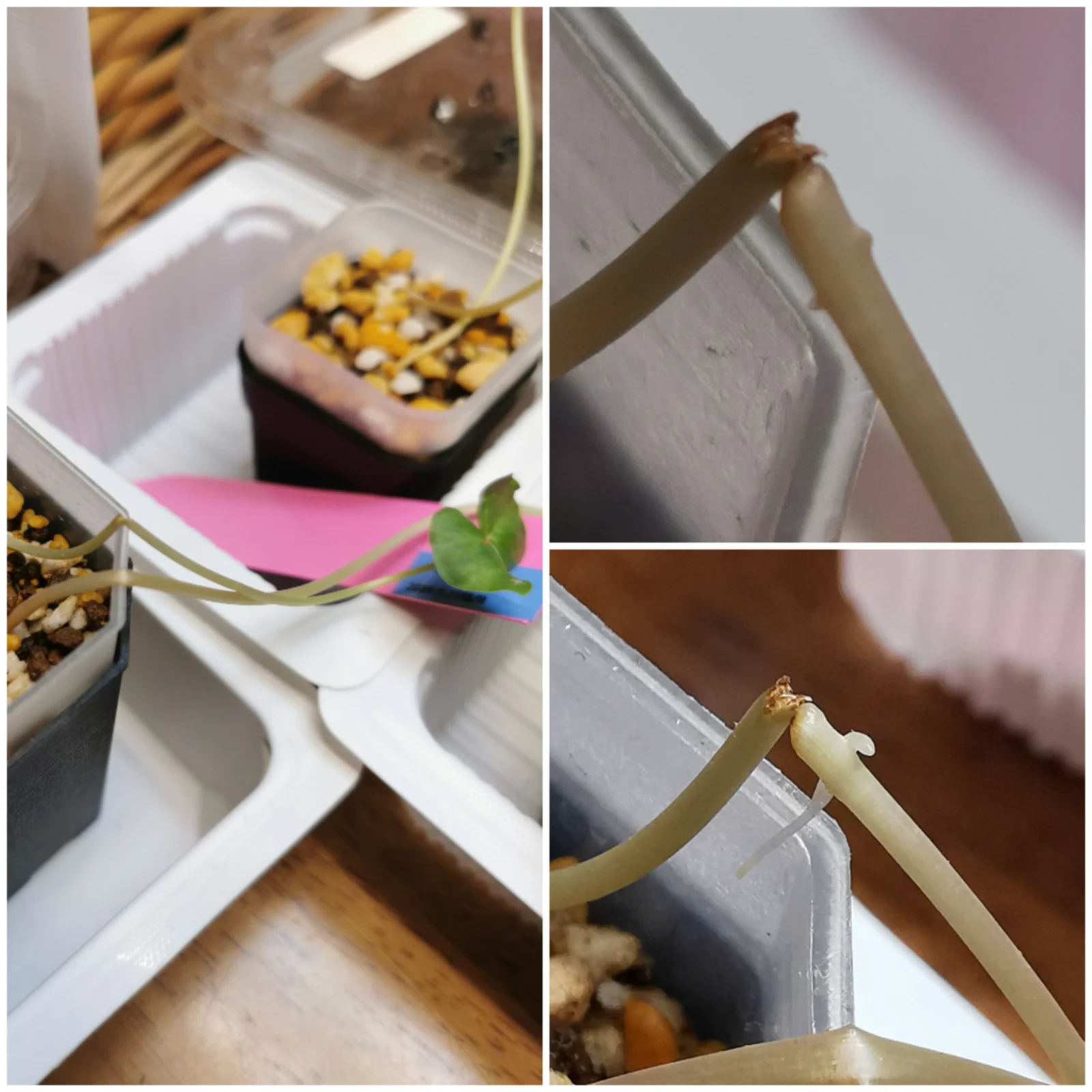 蕎麦　茎折れ　再生