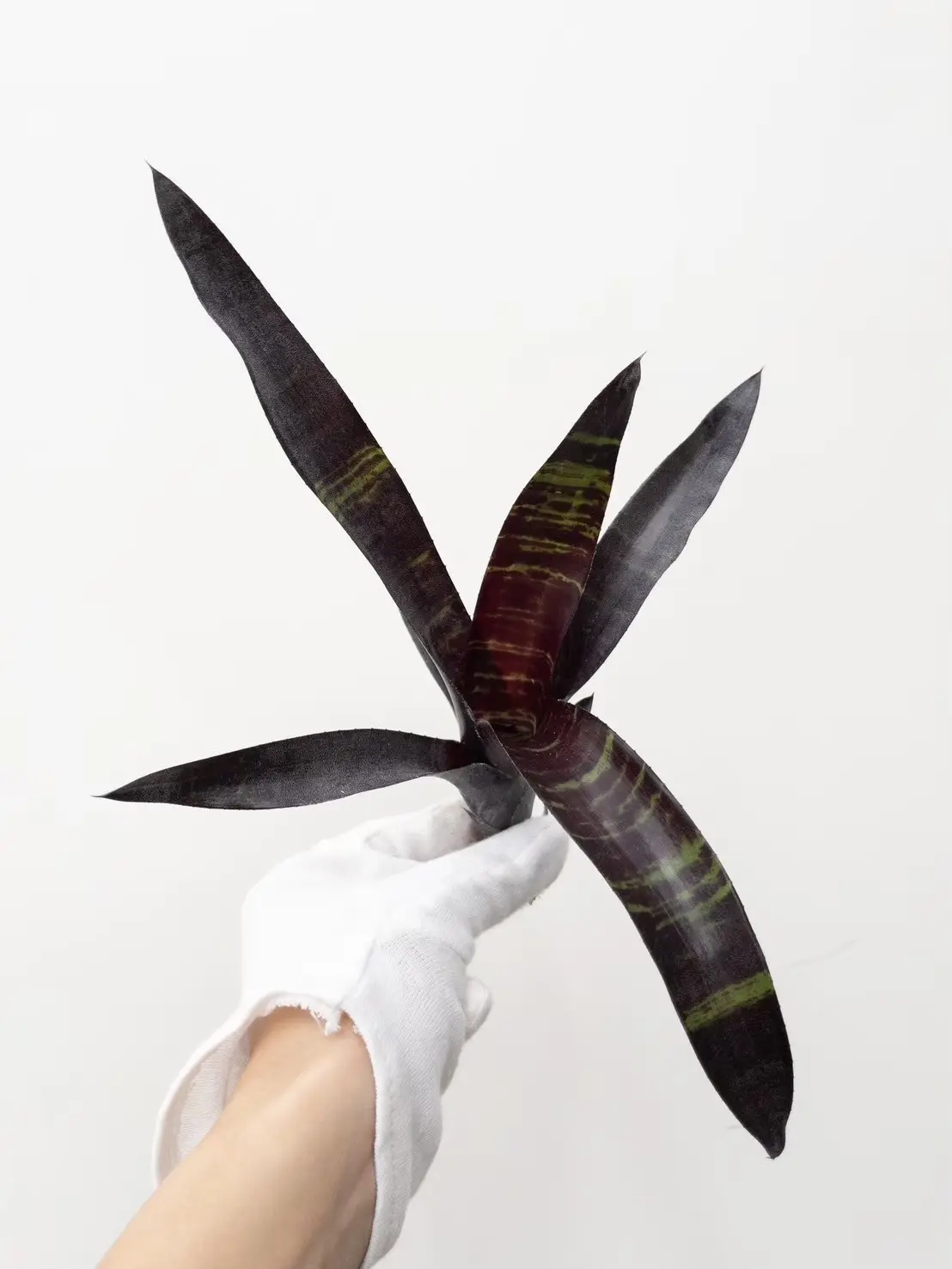 ネオレゲリア ブラックサテン