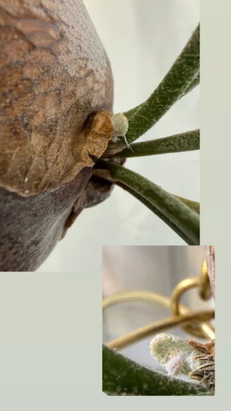 ビカクシダ　札落ち　苔玉