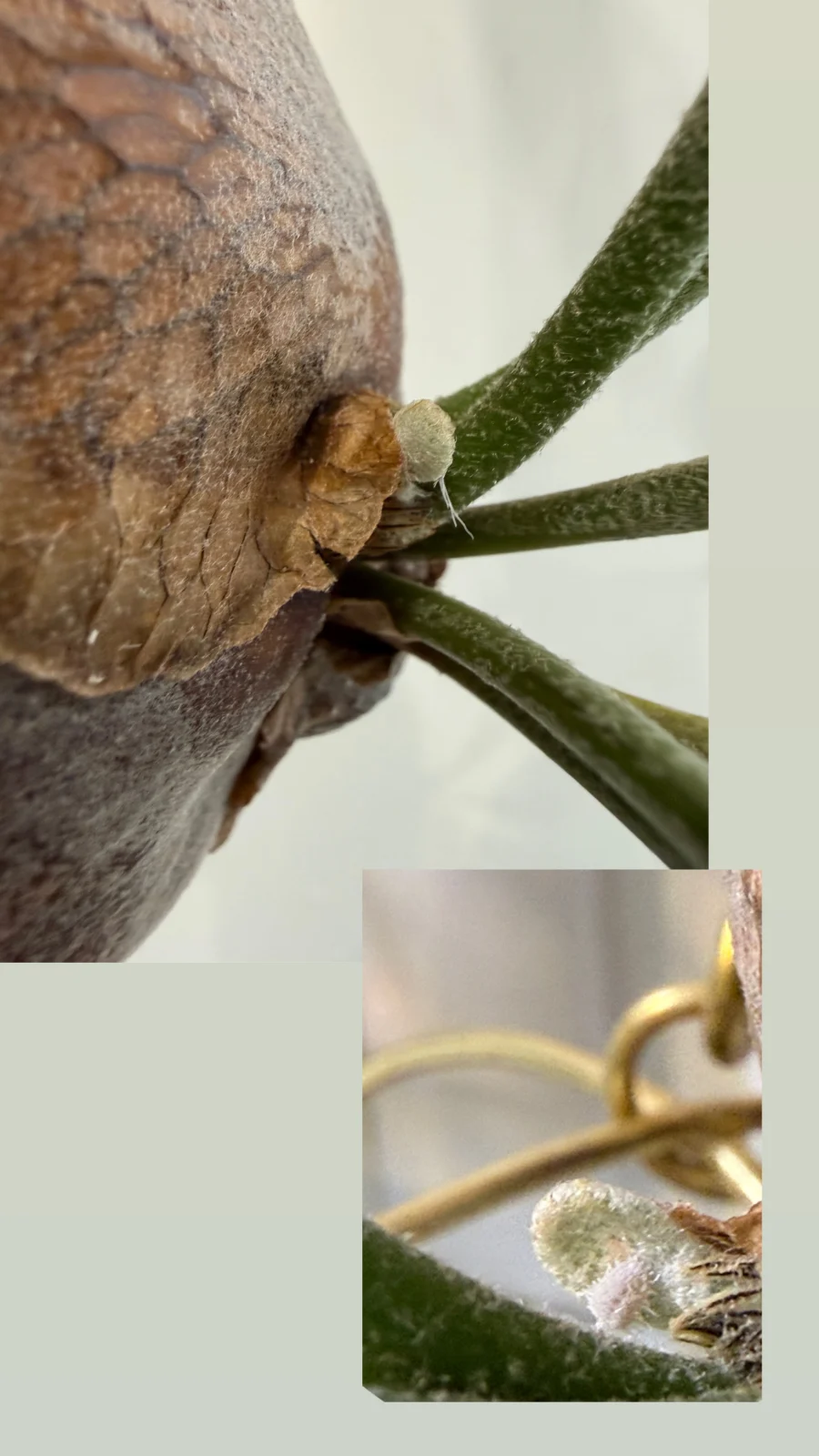 ビカクシダ　札落ち　苔玉