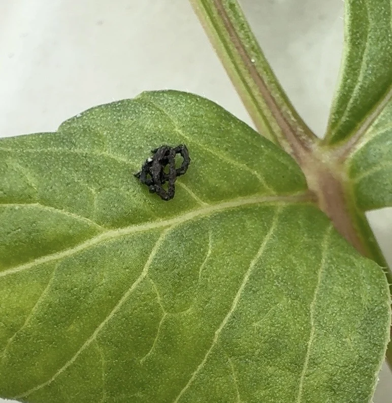 ダリア 食害 フン