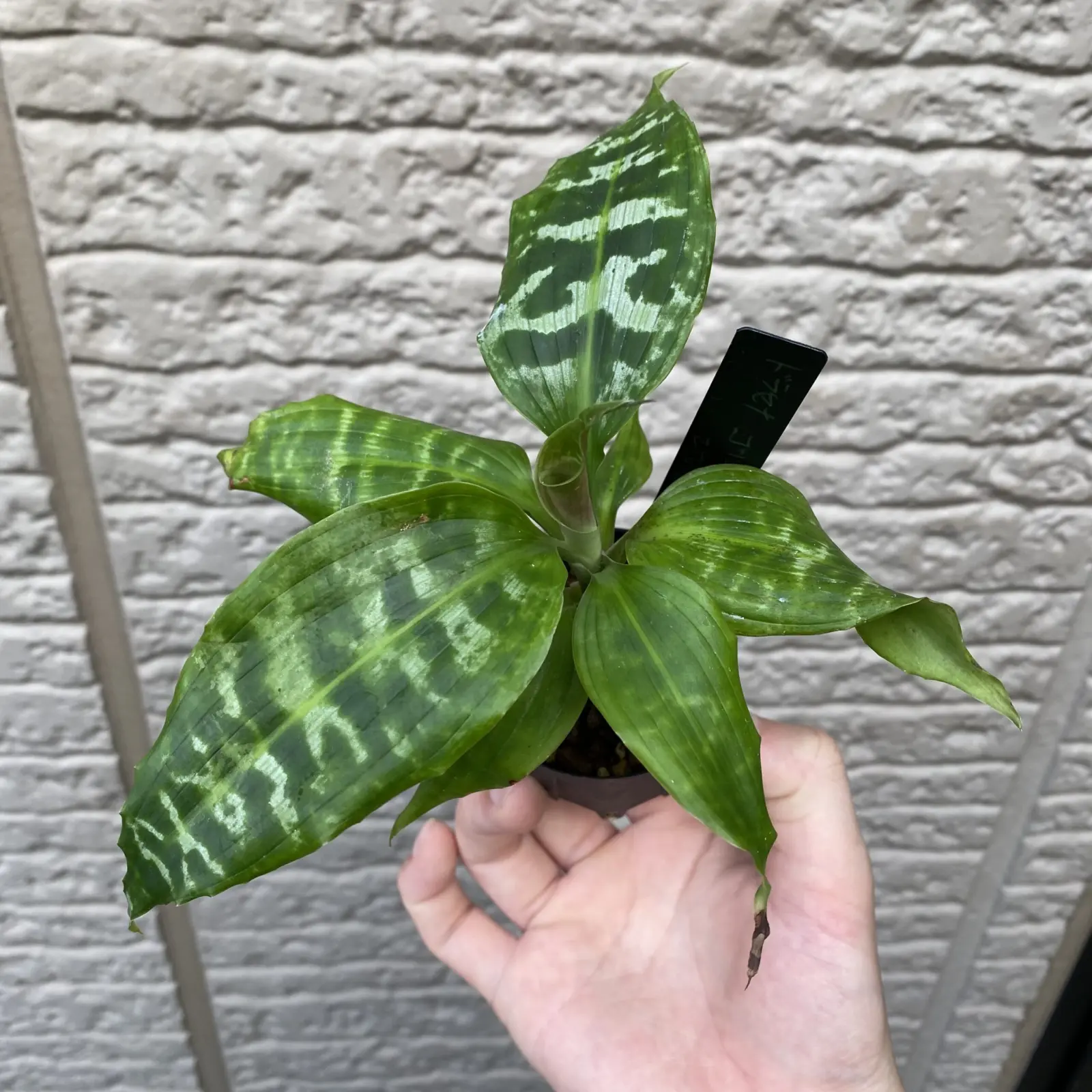 ドラセナ　ゴルディアナ