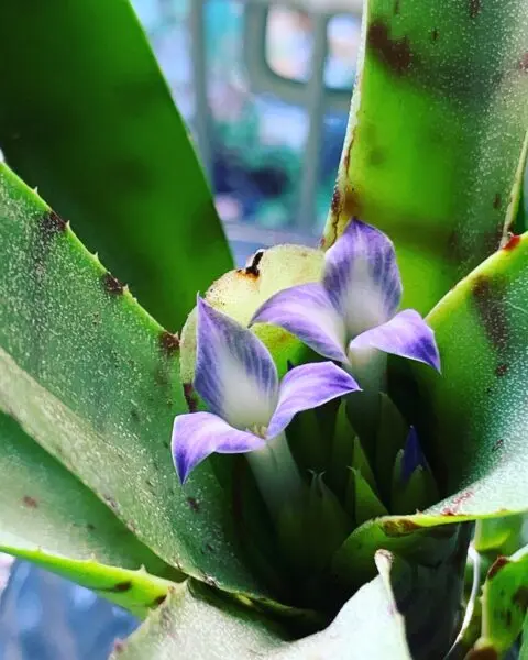 ネオレゲリア アケソ 花