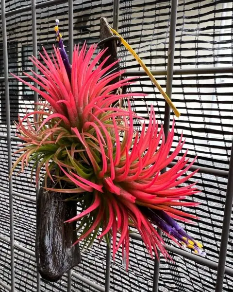 チランジア イオナンタ パインコーン　花