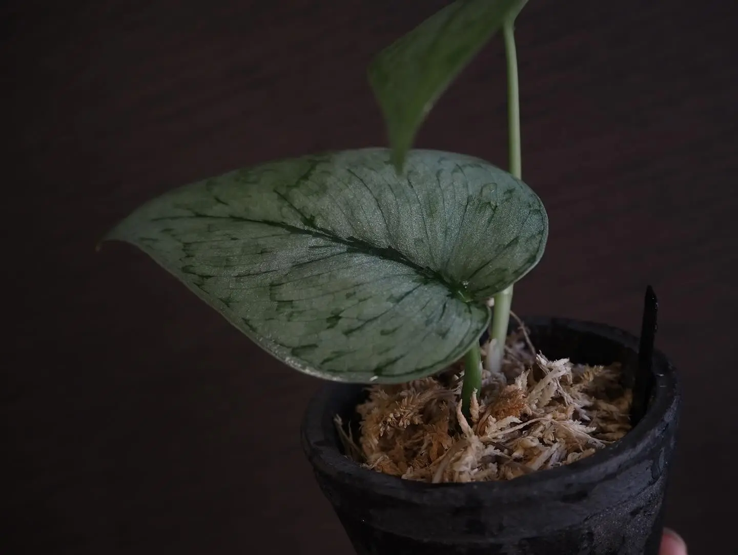 スキンダプサス　シルバークラウド