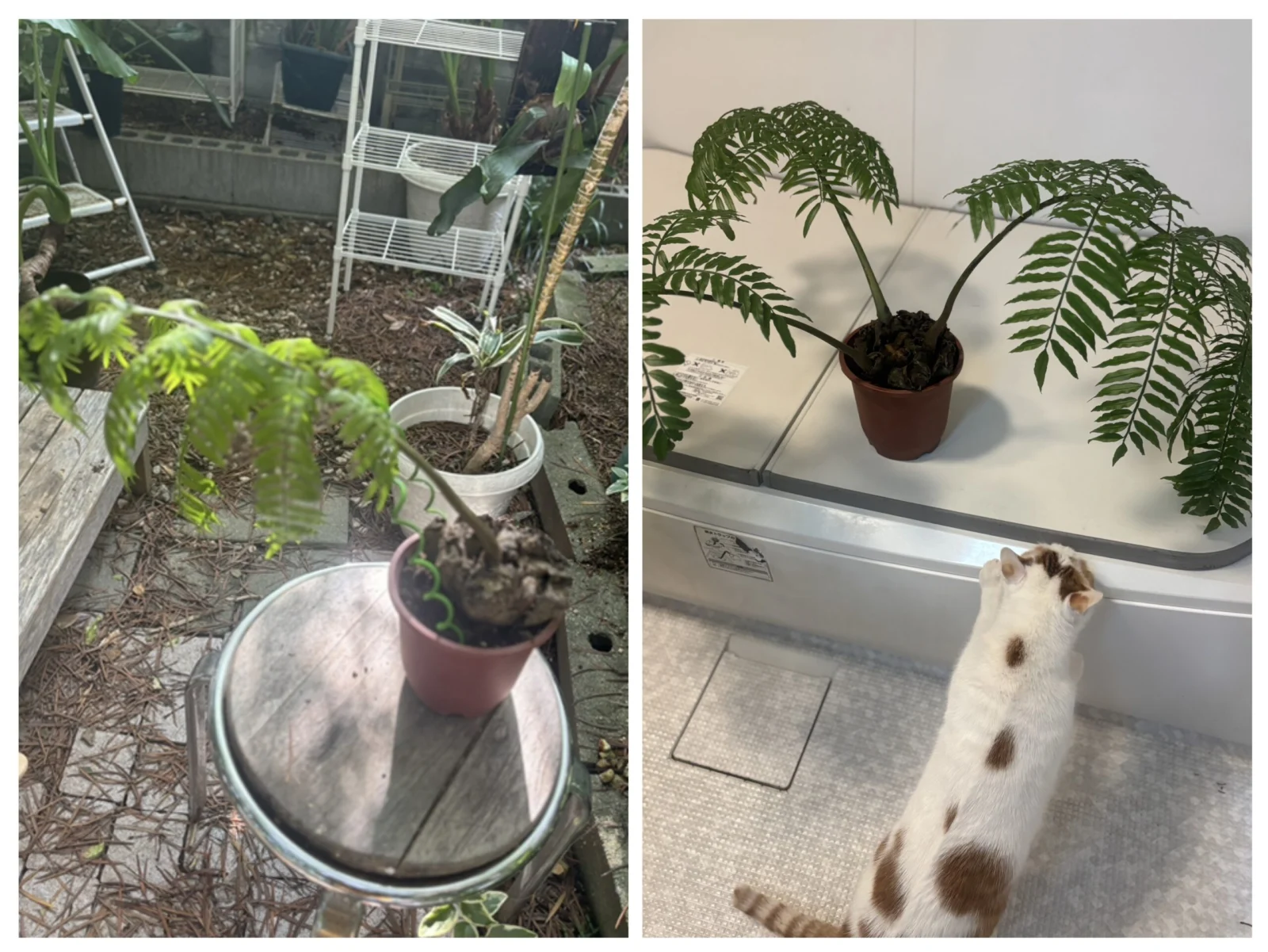 リュウビンタイ