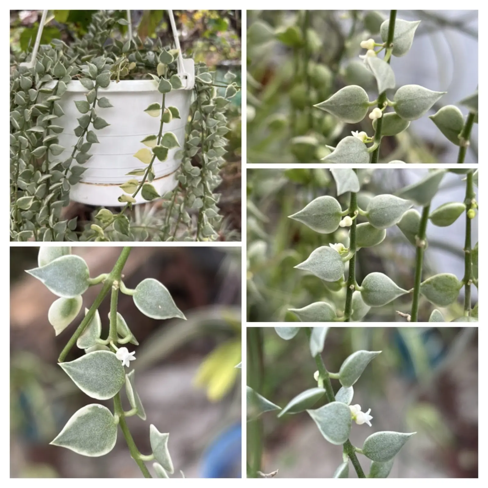 ディスキリア　斑入りミリオンハート