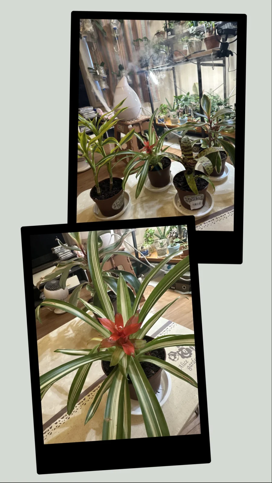 グズマニア　アイスクリーム