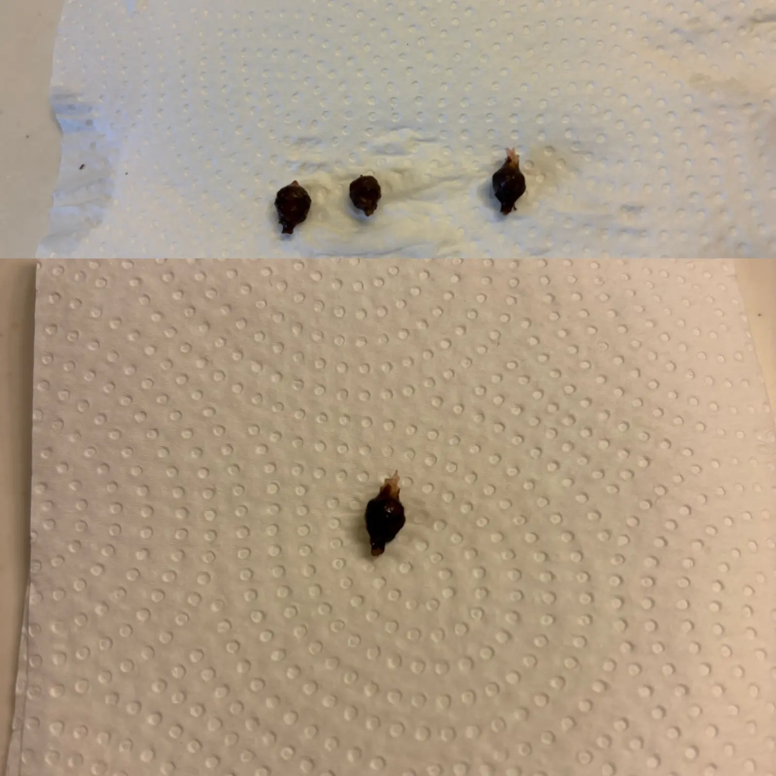 アロカシア　アズラニー　イモ　杉山式