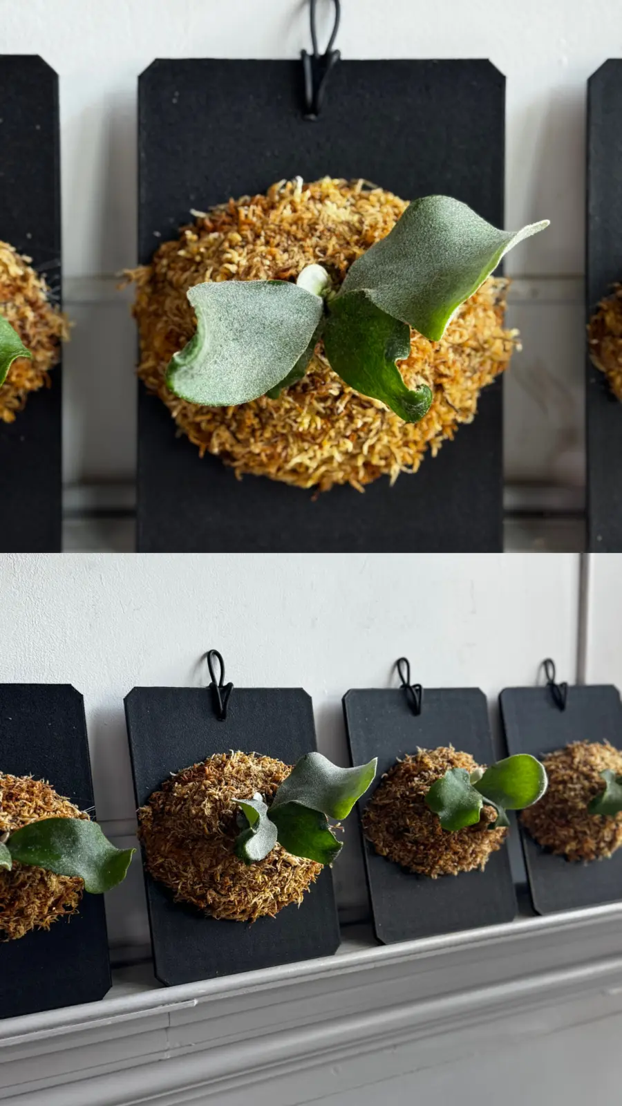 ビカクシダ My スポア 303