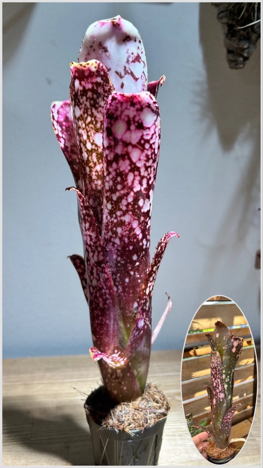 ビルベルギア　ムーランルージュ