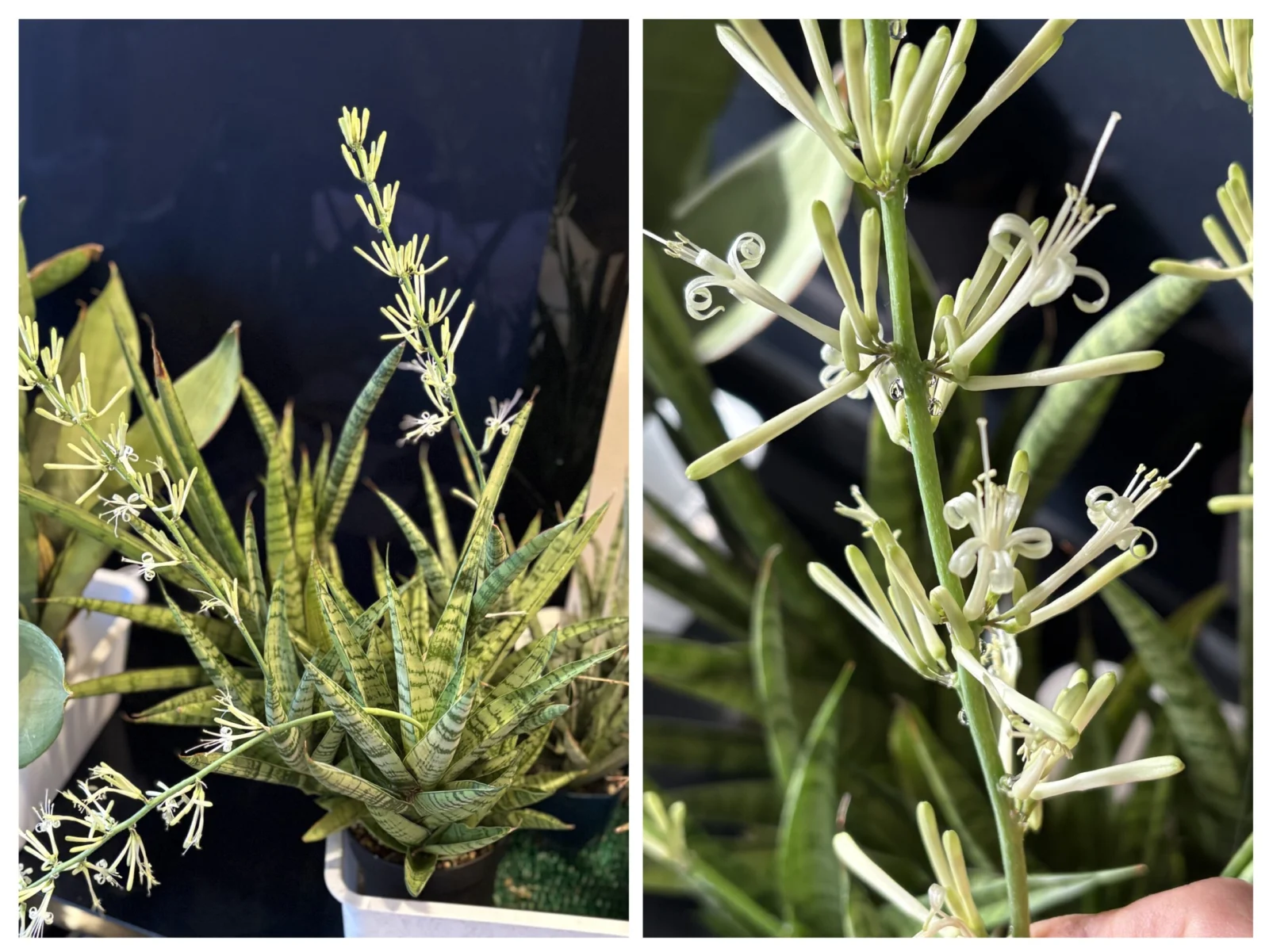 サンセベリア　花