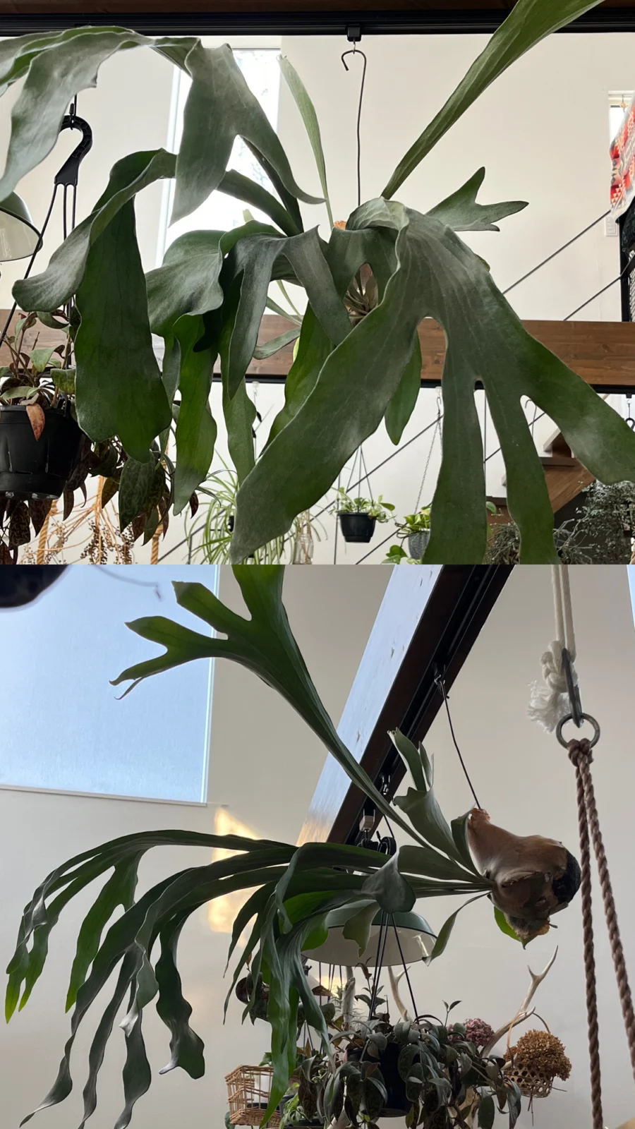 ビカクシダ　ビフルカツム　苔玉