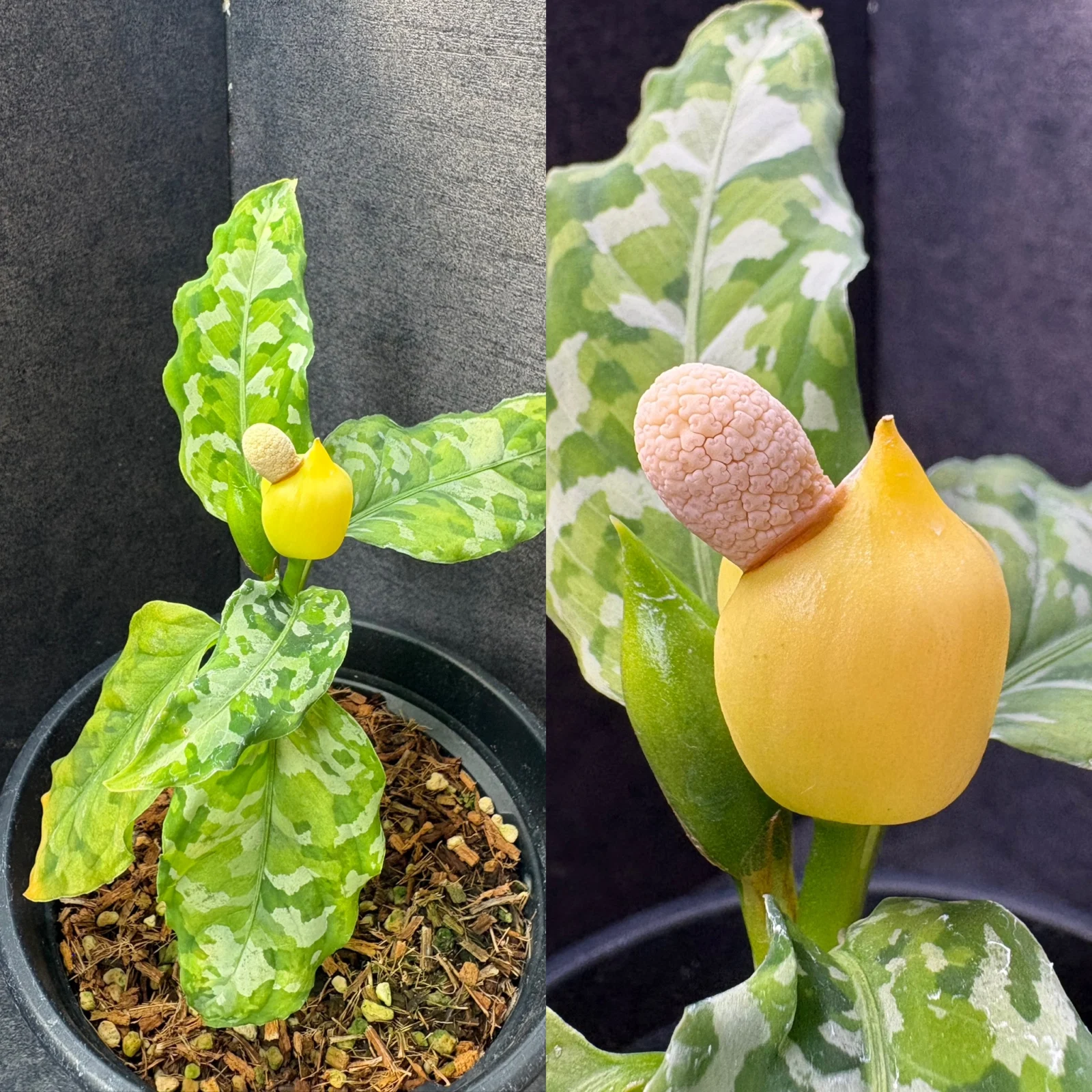 アグラオネマ　ピクタム