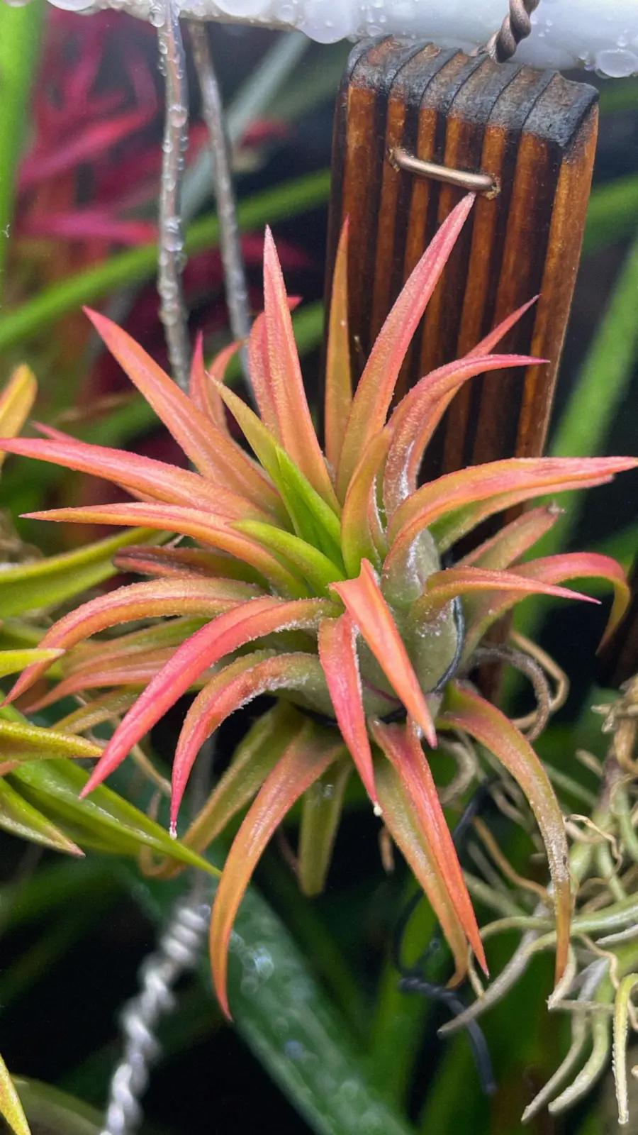 ティランジア　イオナンタ　オールウェイズピンク