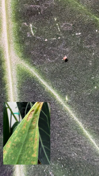 アンスリウム　ワロクアナム　害虫
