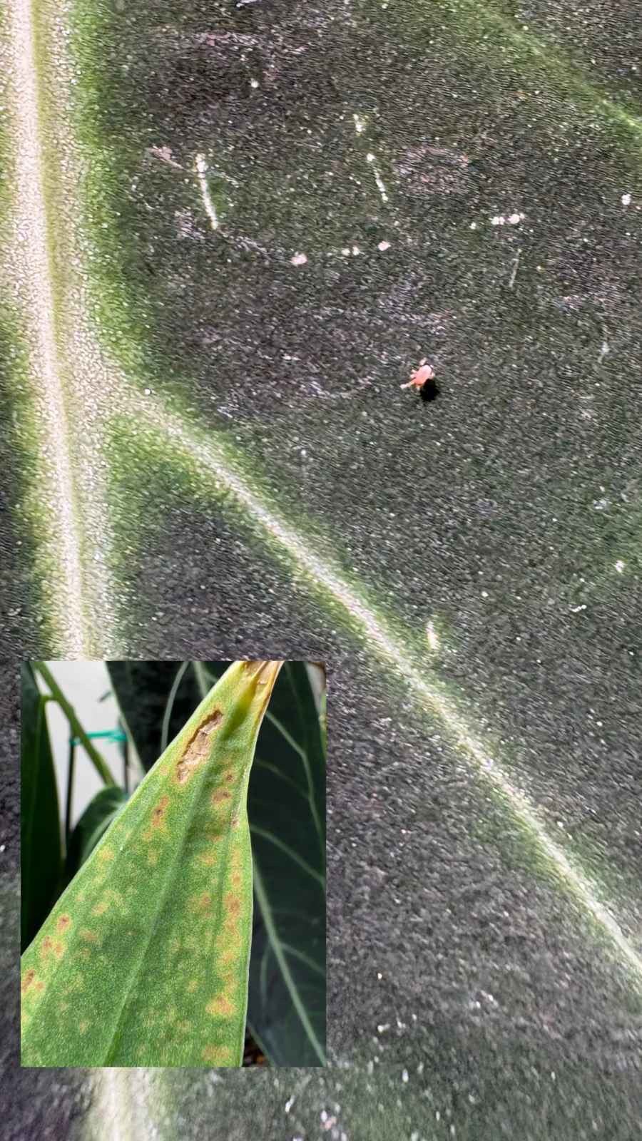 アンスリウム　ワロクアナム　害虫