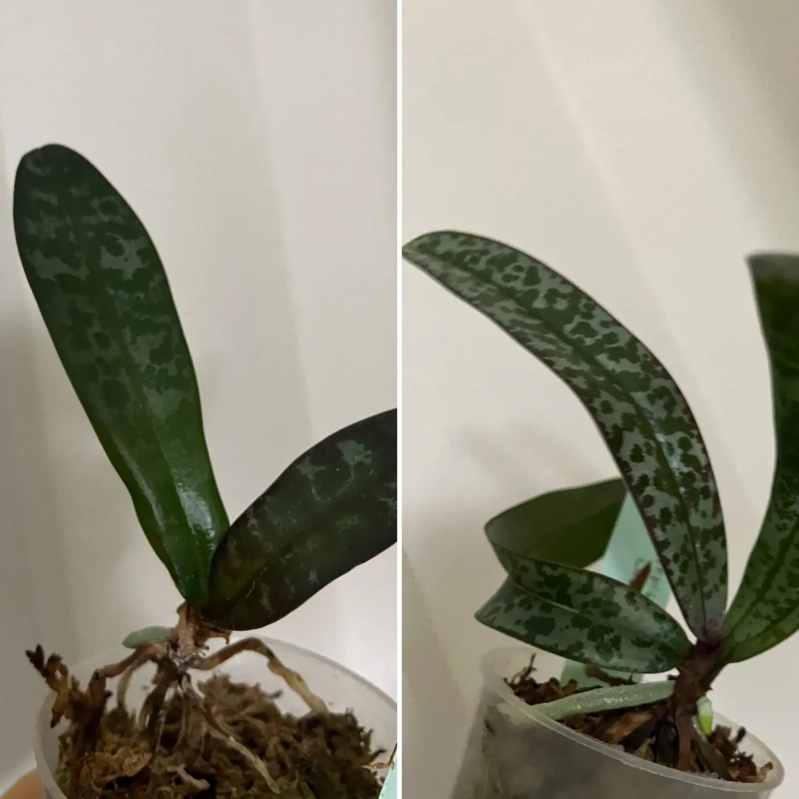 原種胡蝶蘭　シレリアナ　小苗