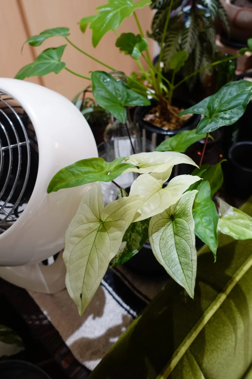 シンゴニウム　フレンチマーブル