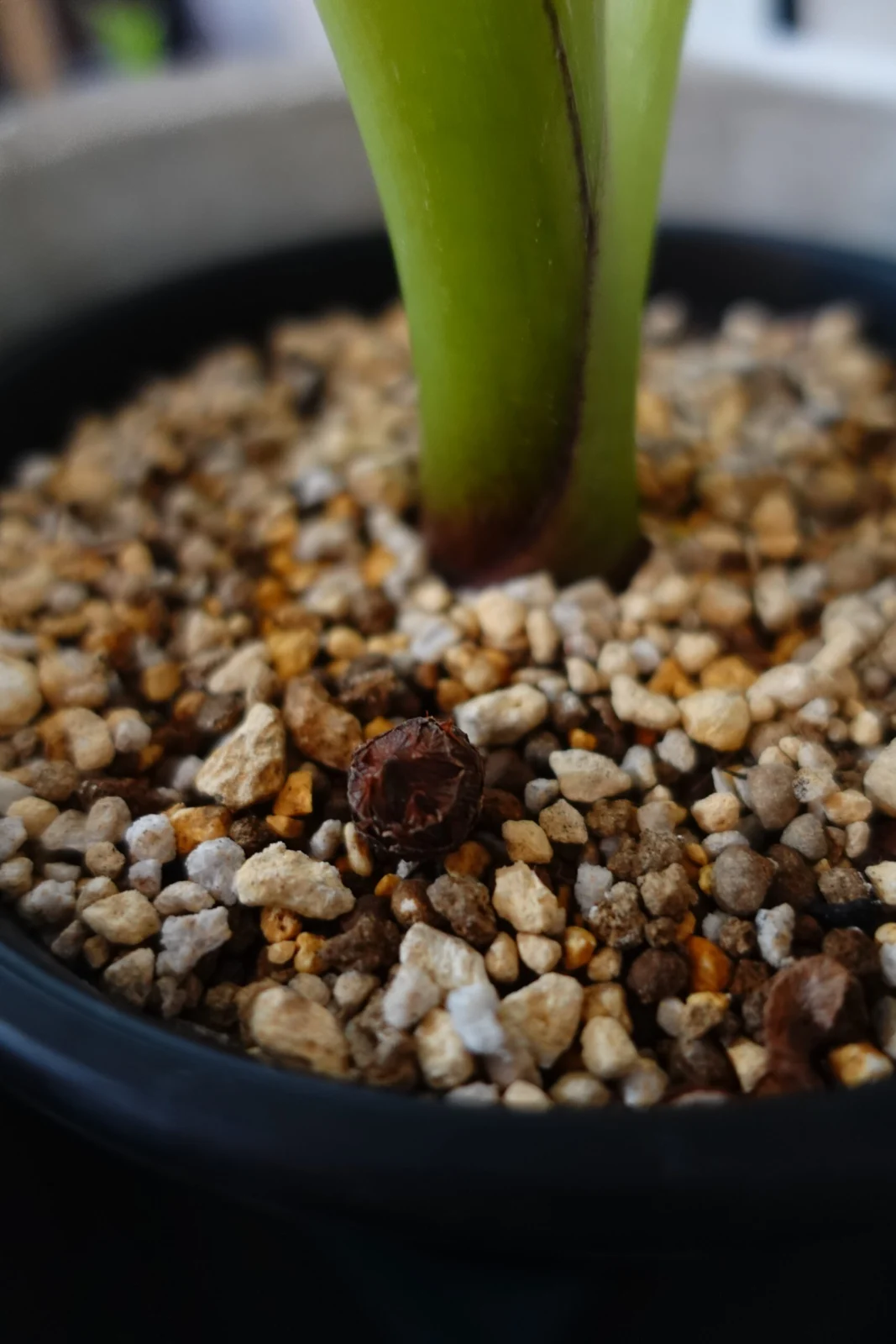 アロカシア　リーガルシールズ