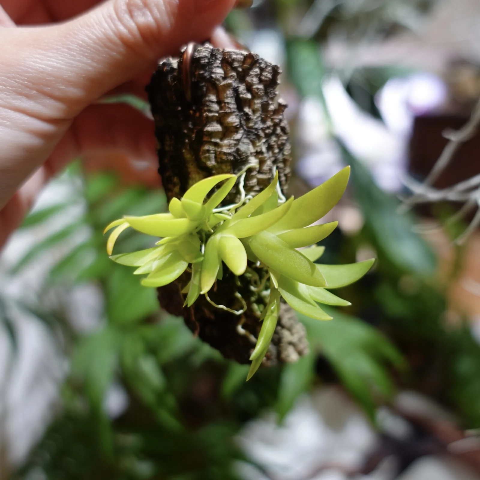 オベロニア　アンスロポフォラ