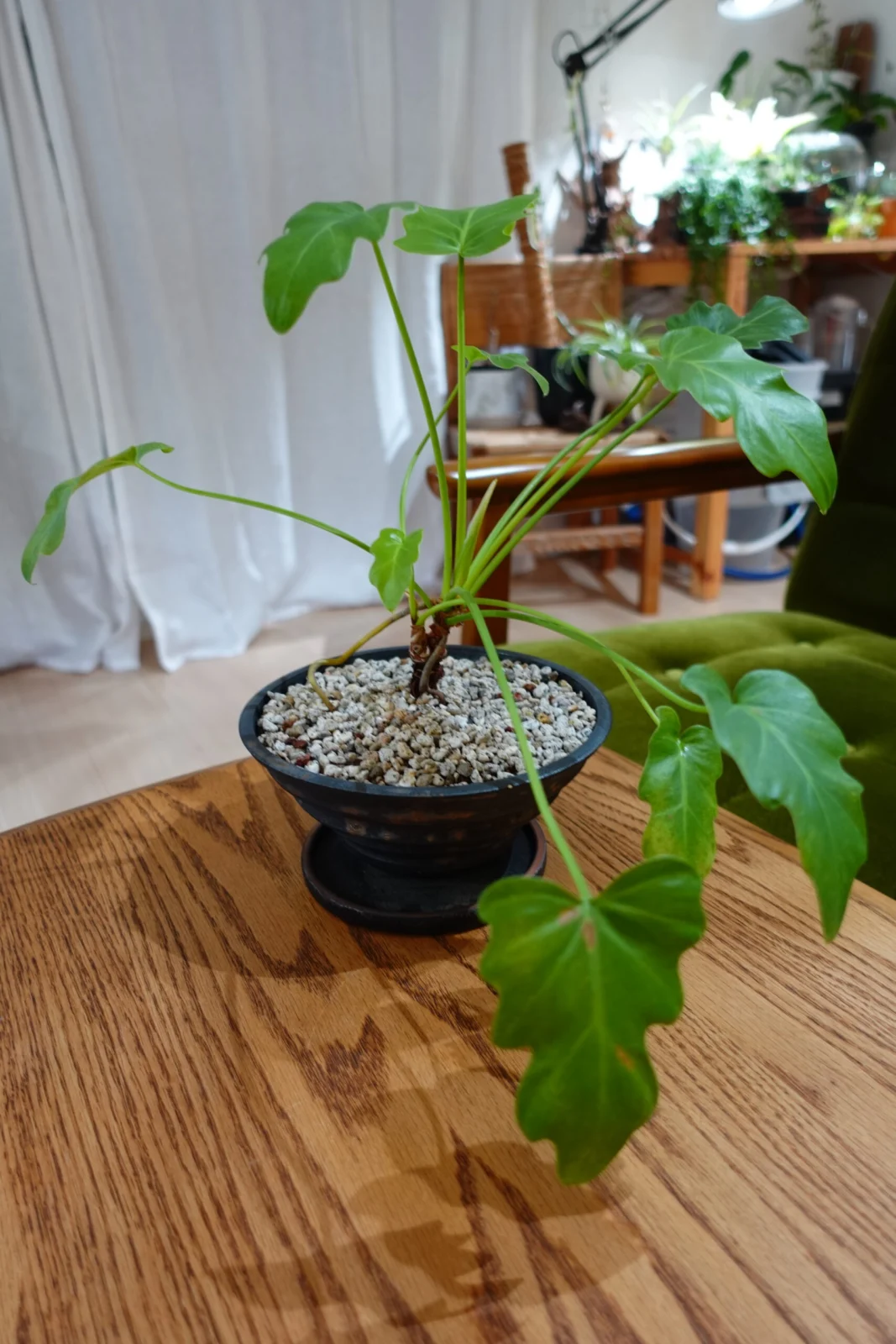 フィロデンドロン　クッカバラ　ライム