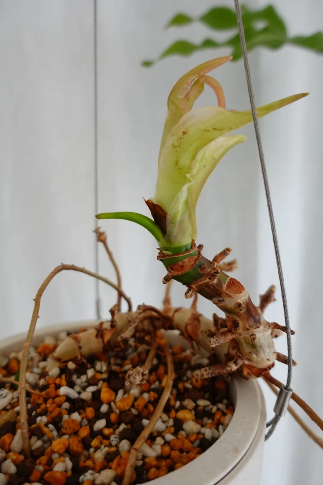 フィロデンドロン　リングオブファイヤー