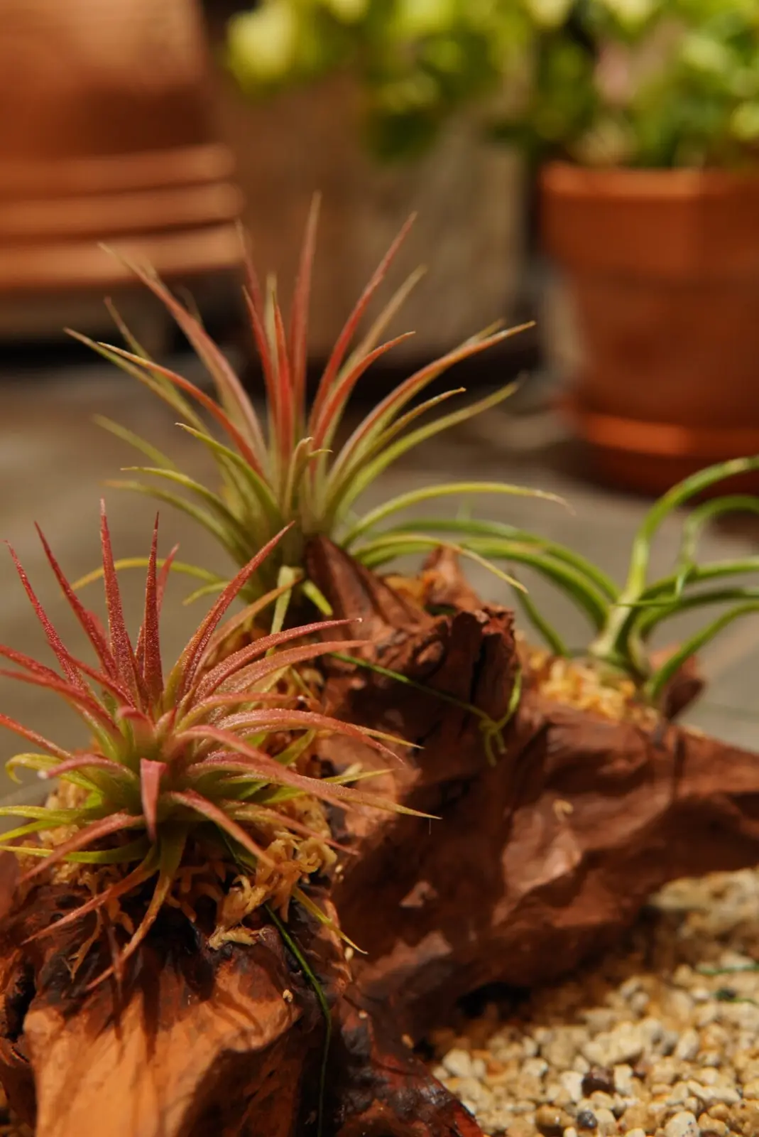 イオナンタ　フエゴ（手前）/マルティグラ（奥）@村長の直売所