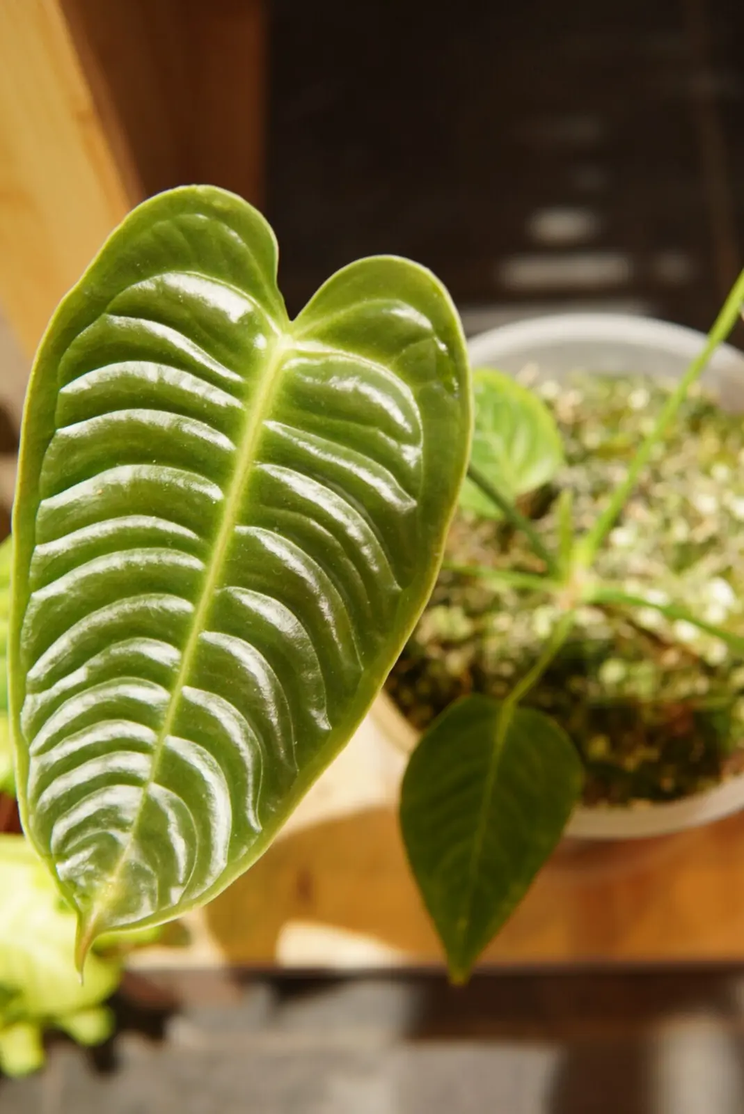 アンスリウム　ベイチー