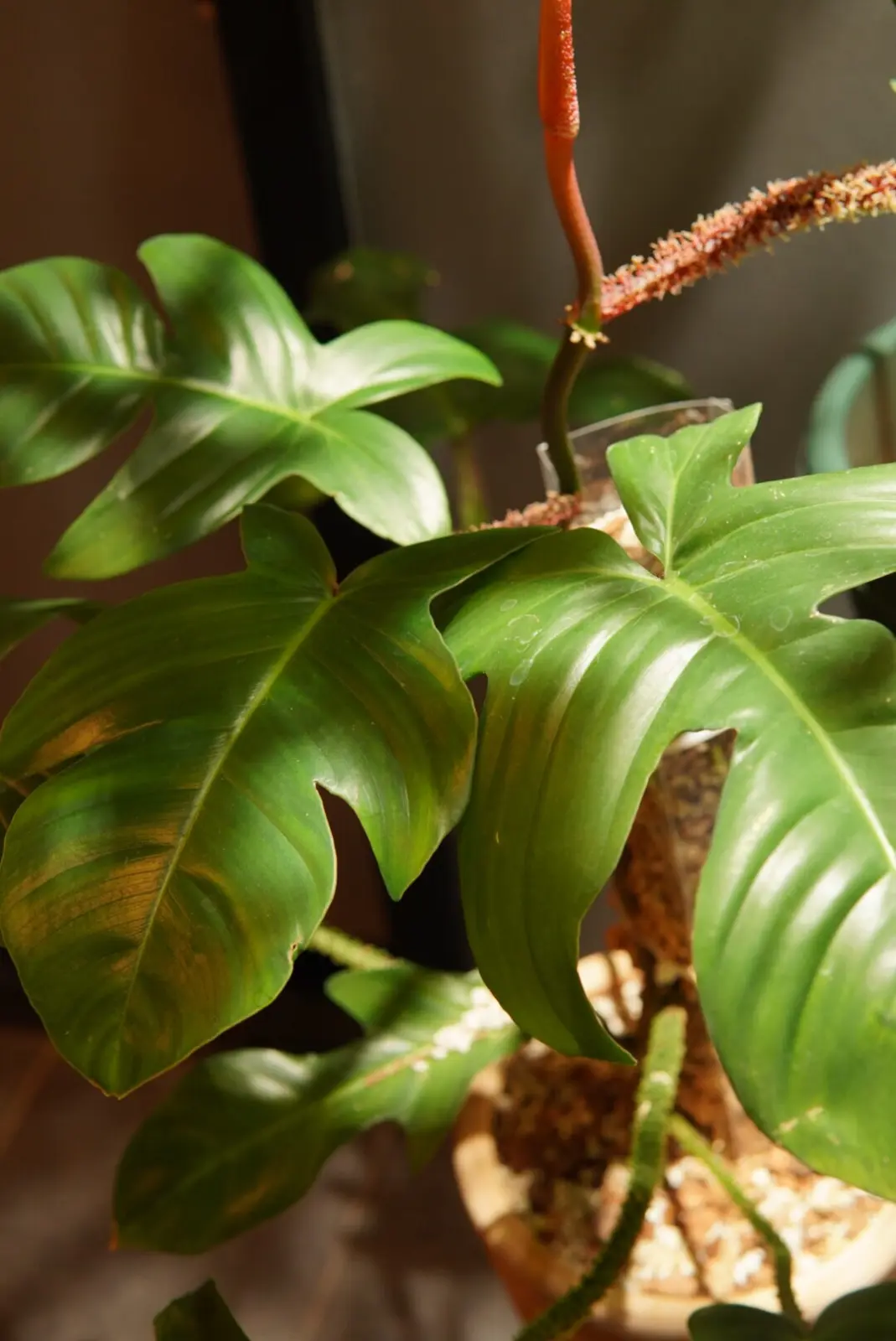 フィロデンドロン　スクアミフェルム