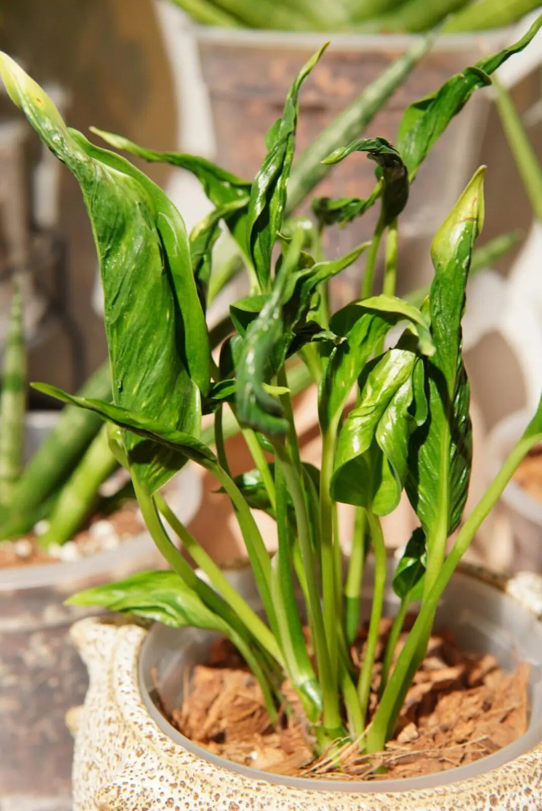 ポトス　テルノシリーズ（詳しい品種不明）