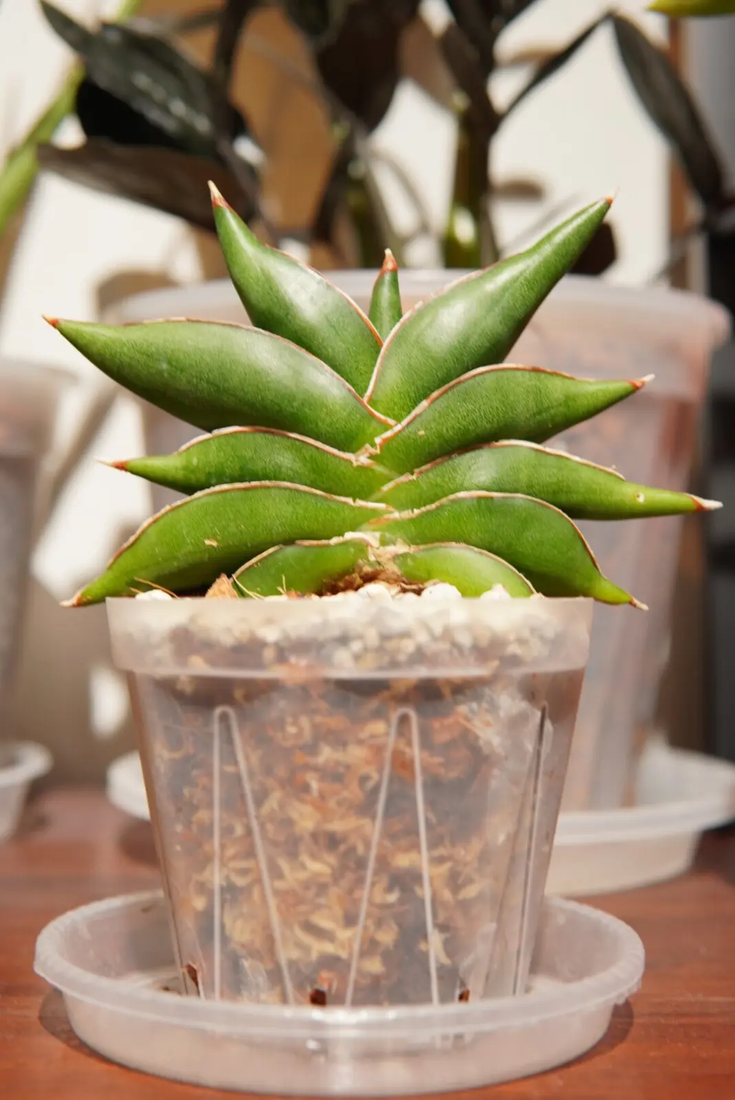 サンスベリア サワディー