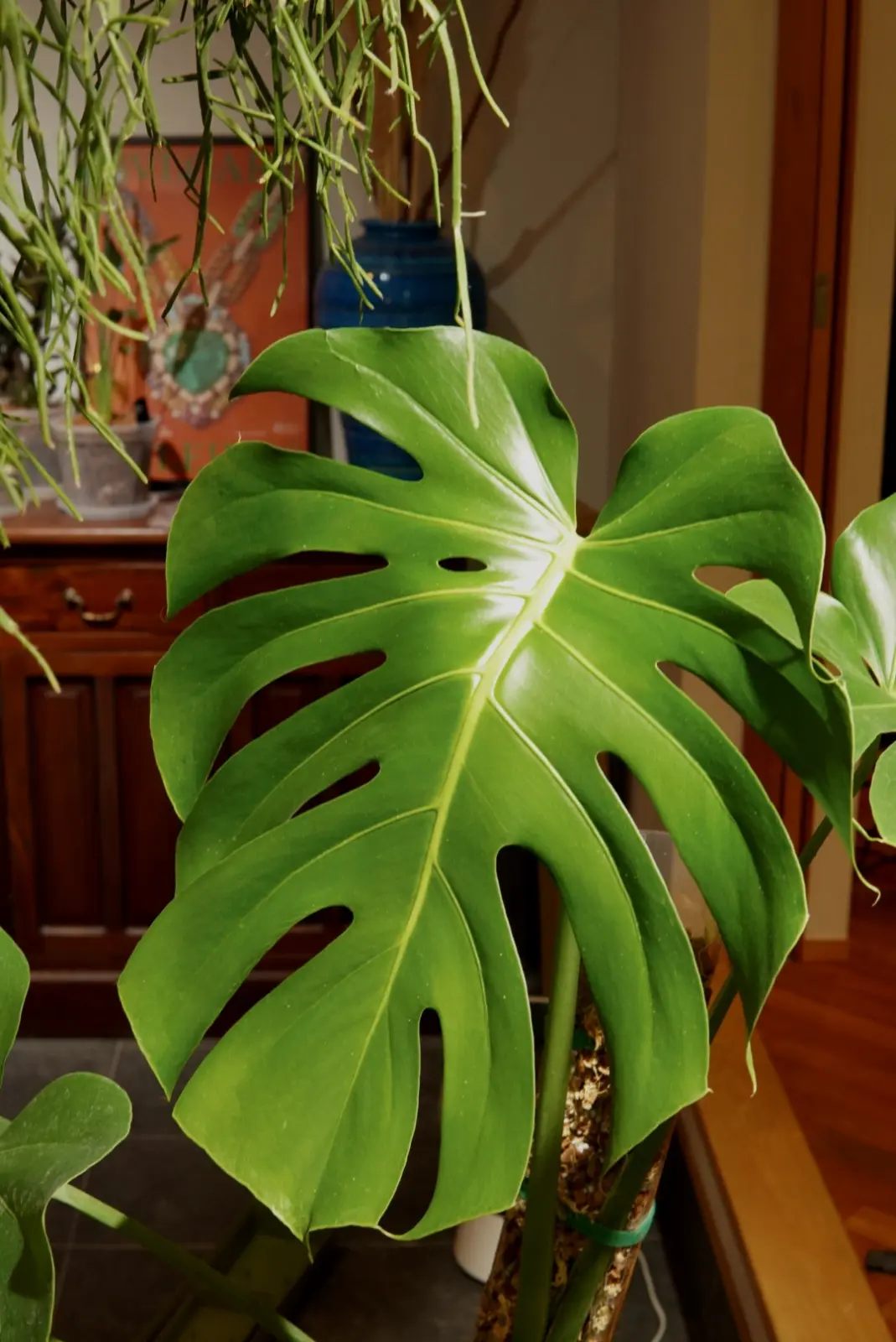 モンステラ　デリシオーサ