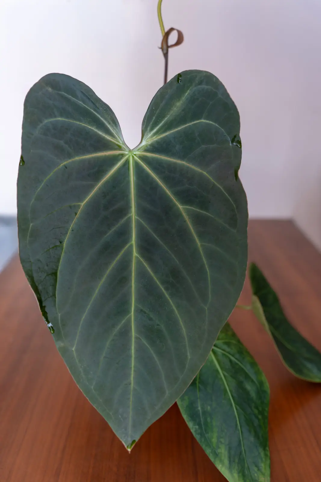 アンスリウム No.5