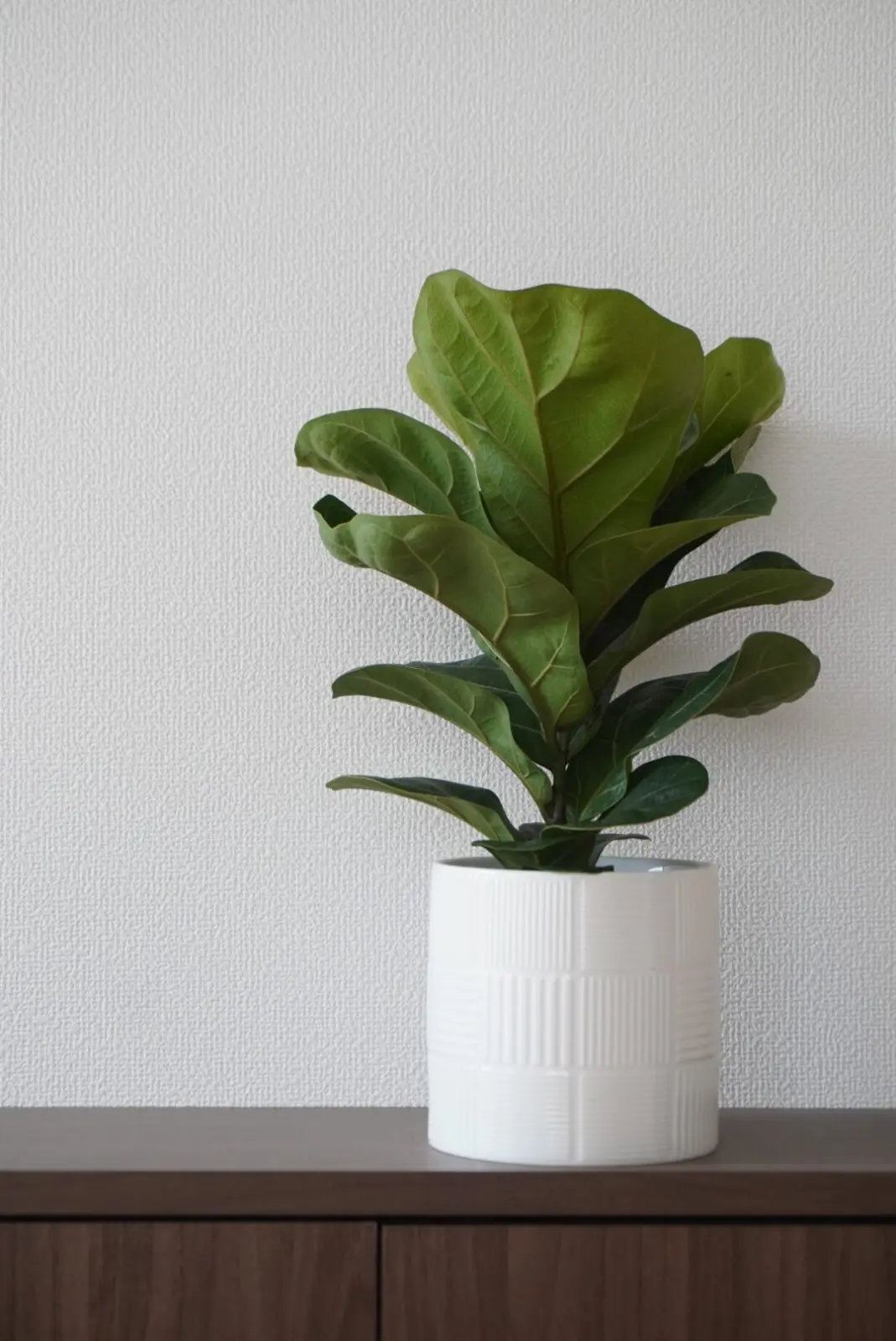 フィカス　リラータ　バンビーノ　100均