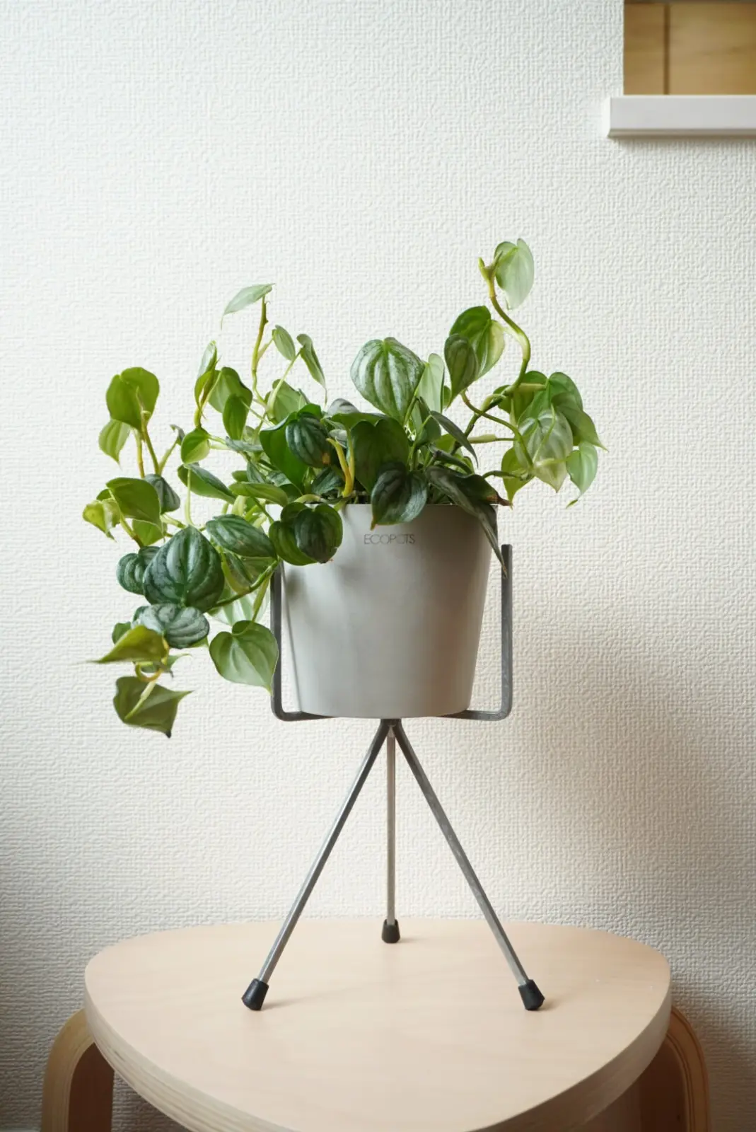 フィロデンドロン　ブランティアナム　シロガネカズラ　挿し木