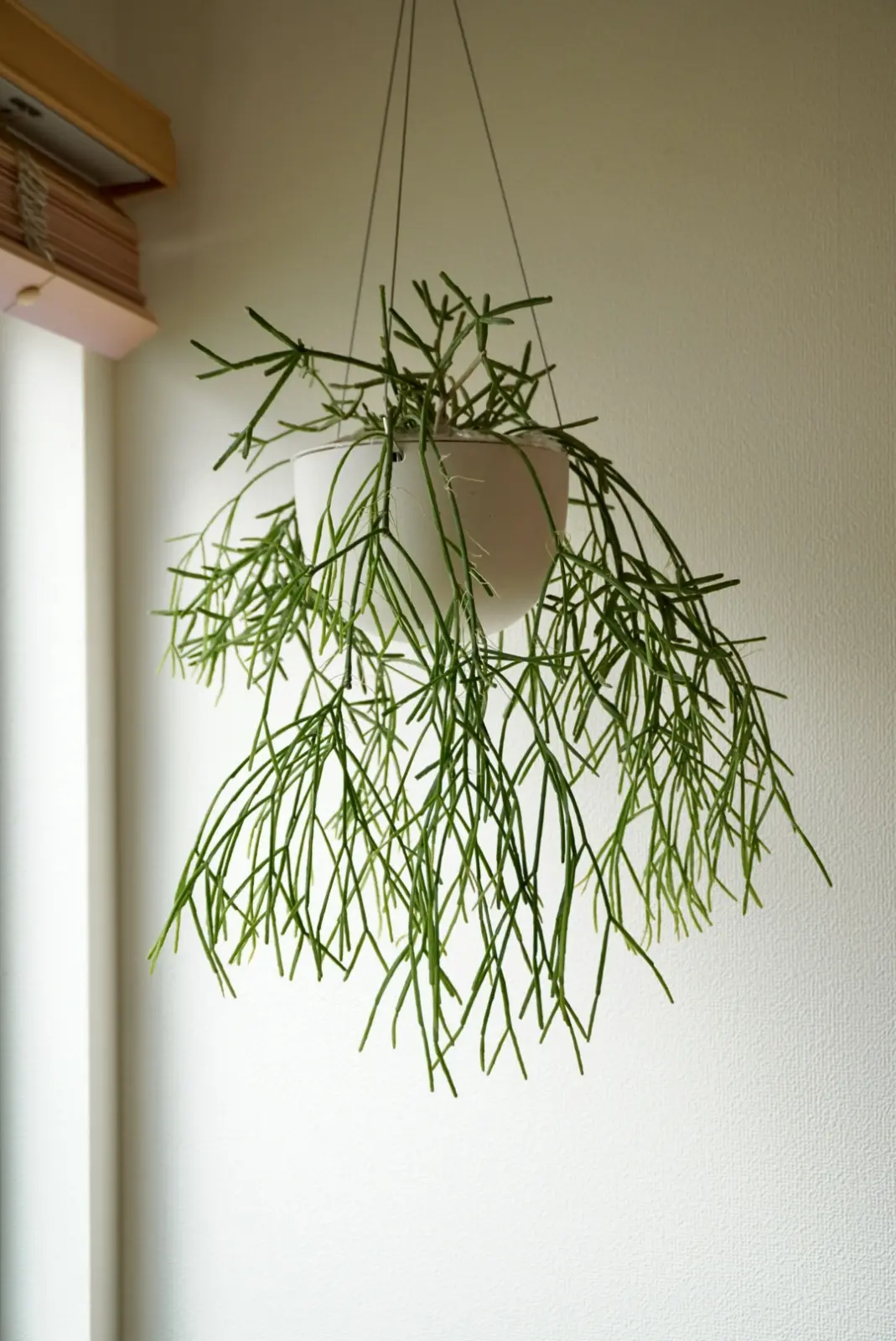 リプサリス　札落ち　カスッサ　？