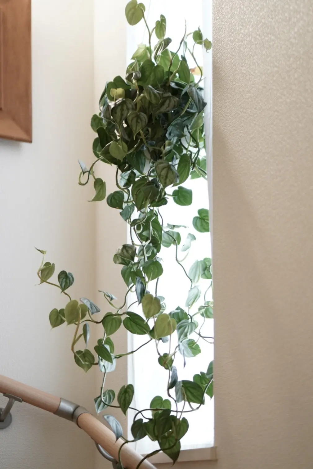 フィロデンドロン　ブランティアナム　シロガネカズラ　親株