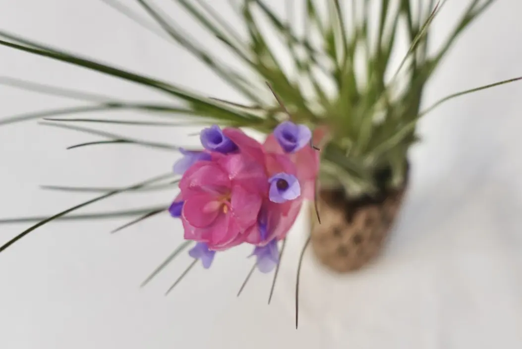 ティランジア ストリクタ リコ 花