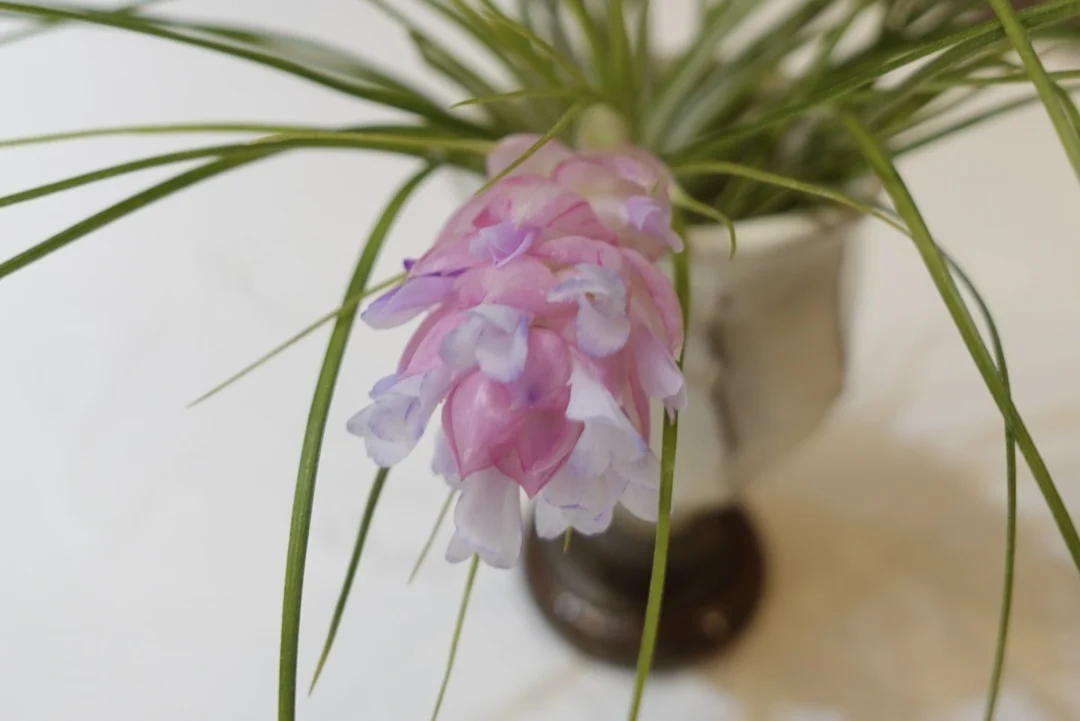 ティランジア　ストリクタ　マナ　花