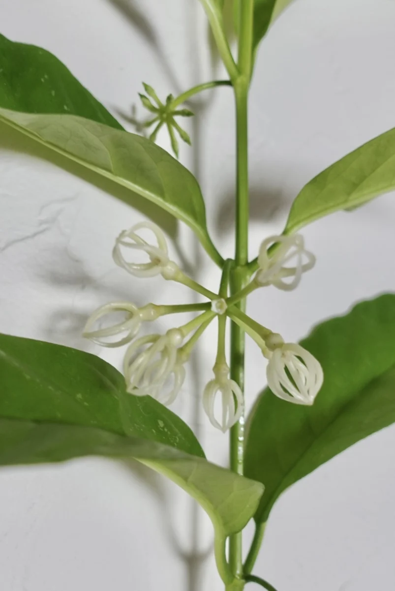 ホヤ　デシプラエ　花