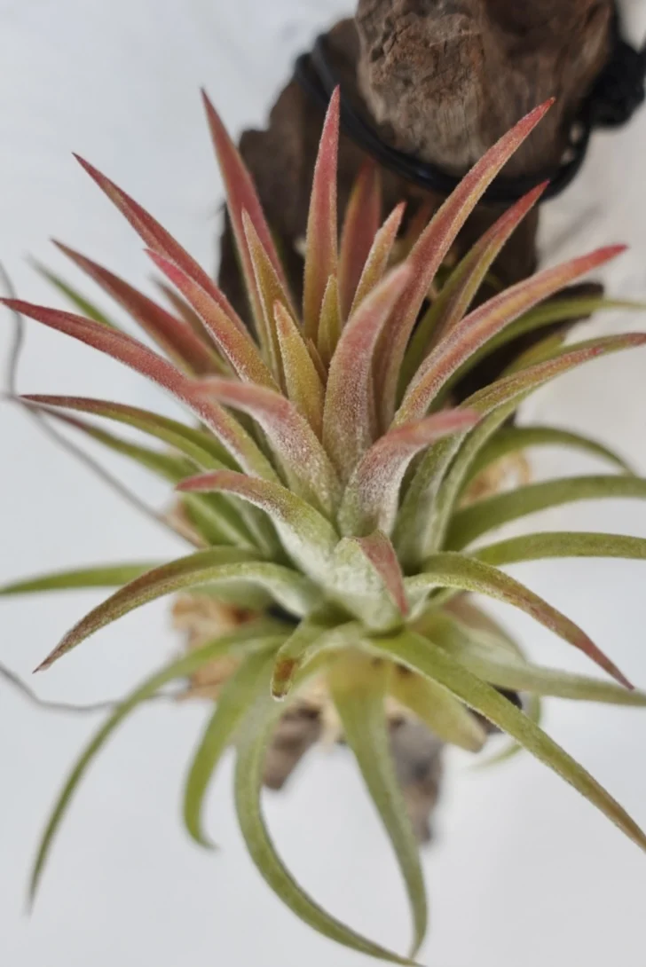 ティランジア　イオナンタ　メキシコ