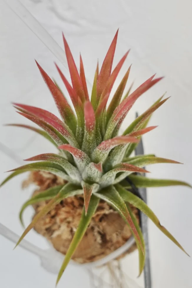 ティランジア　イオナンタ　ビーラー