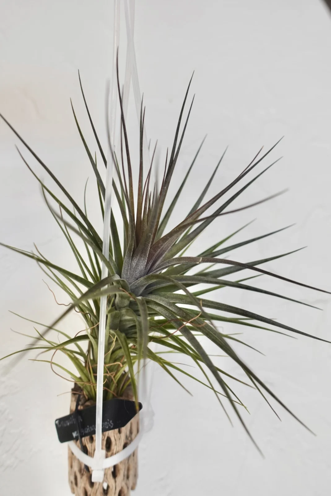 ティランジア テヌイフォリア スリナメンシス