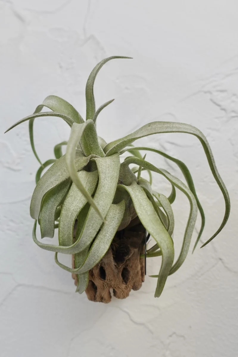 ティランジア ストレプトフィラ