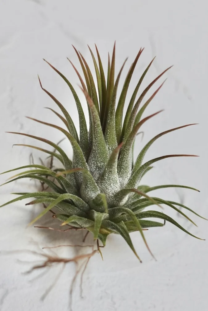 ティランジア イオナンタ ロシータ