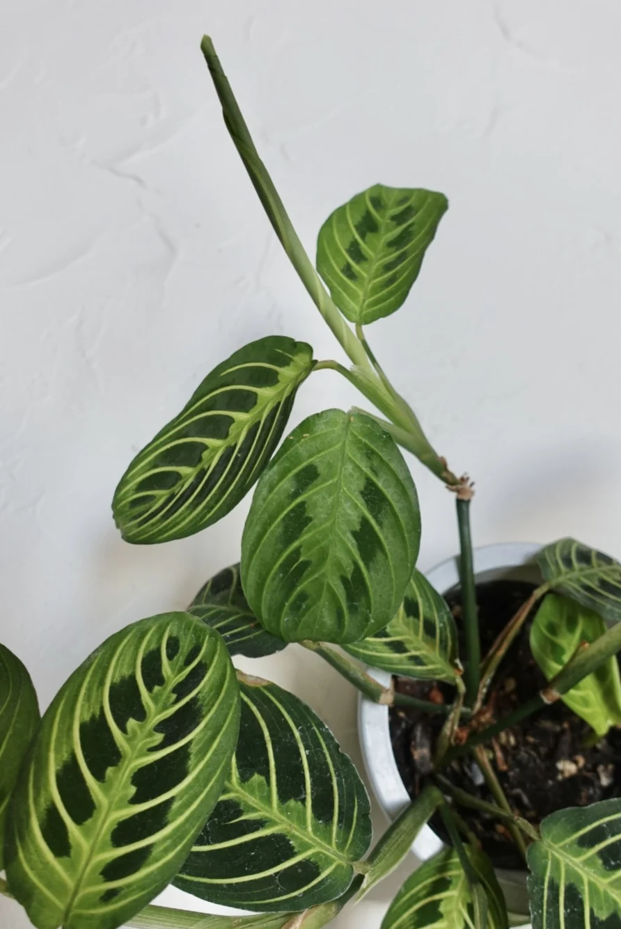 マランタ　レウコネウラ　レモンライム